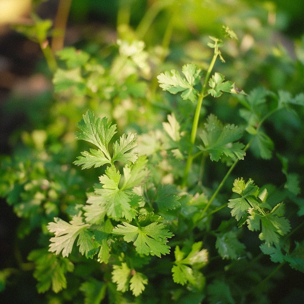 Korianterin siemenet - 100 luomusiementä