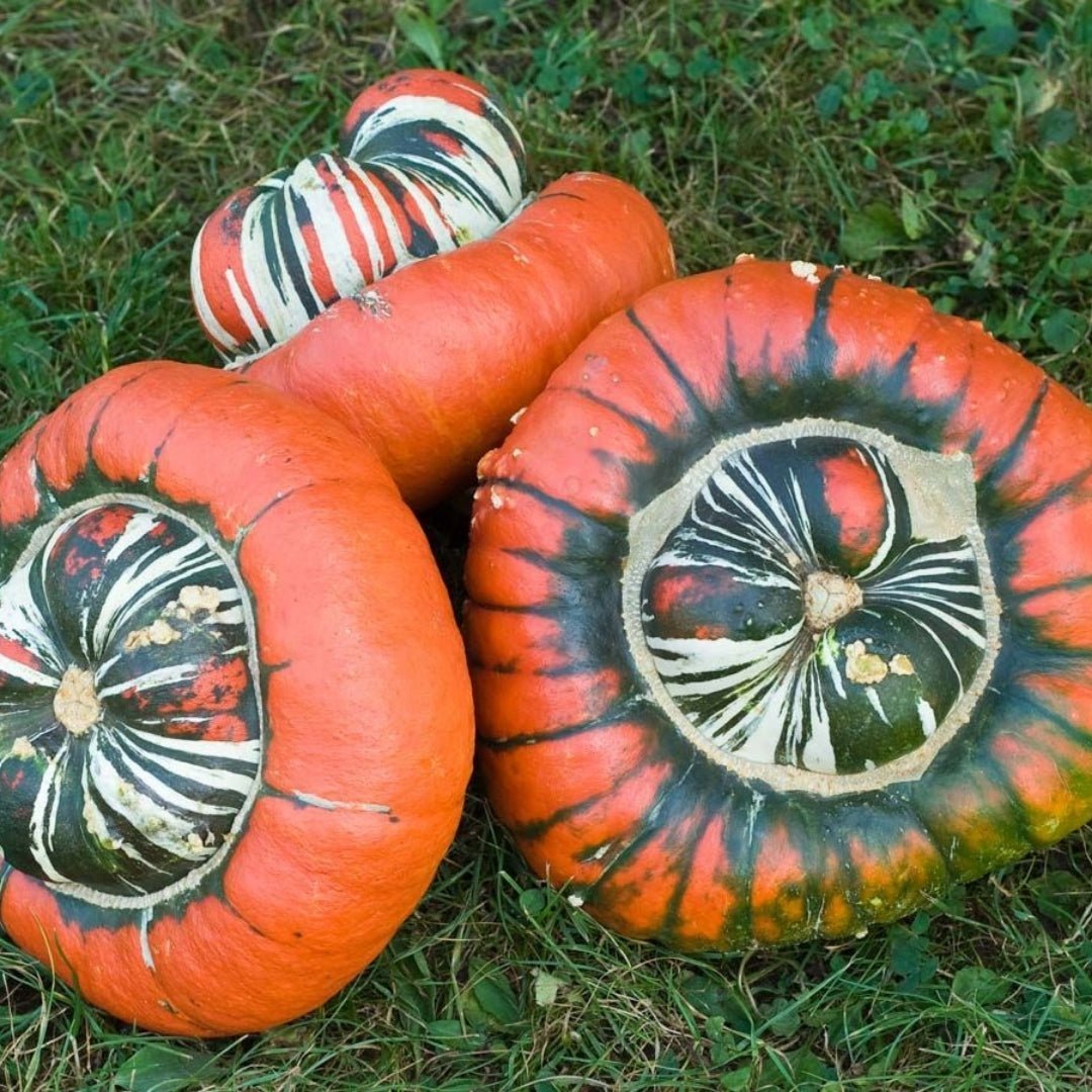 Koristekurpitsan siemenet 'Bischofsmütze' - 5 luomusiementä