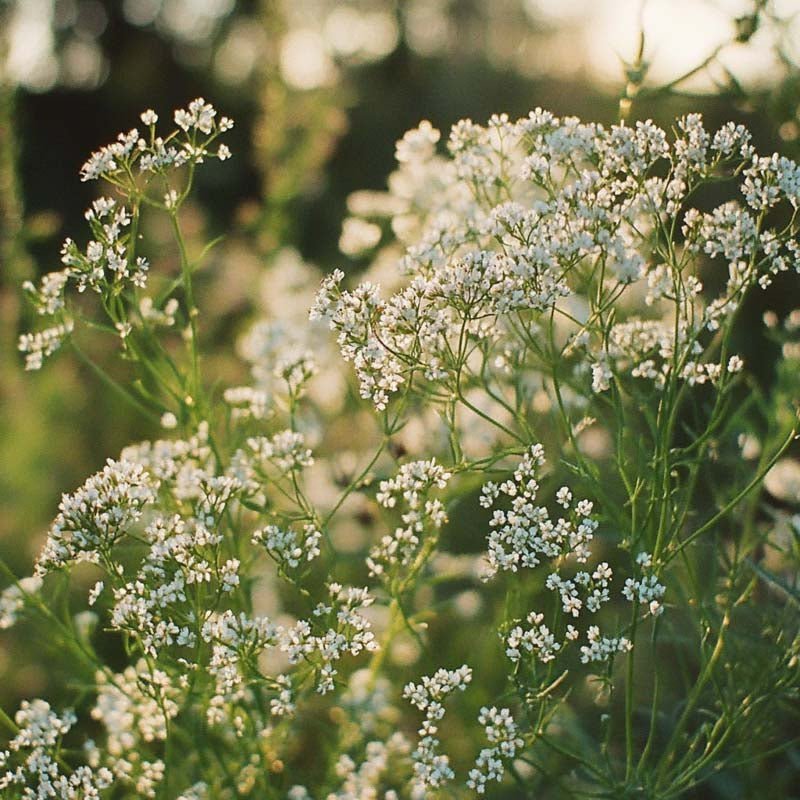 Kuminan siemenet - 500 luomusiementä