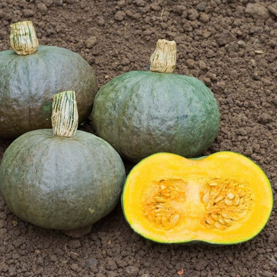 Kurpitsan siemenet 'Blue Kuri' - 5 luomusiementä