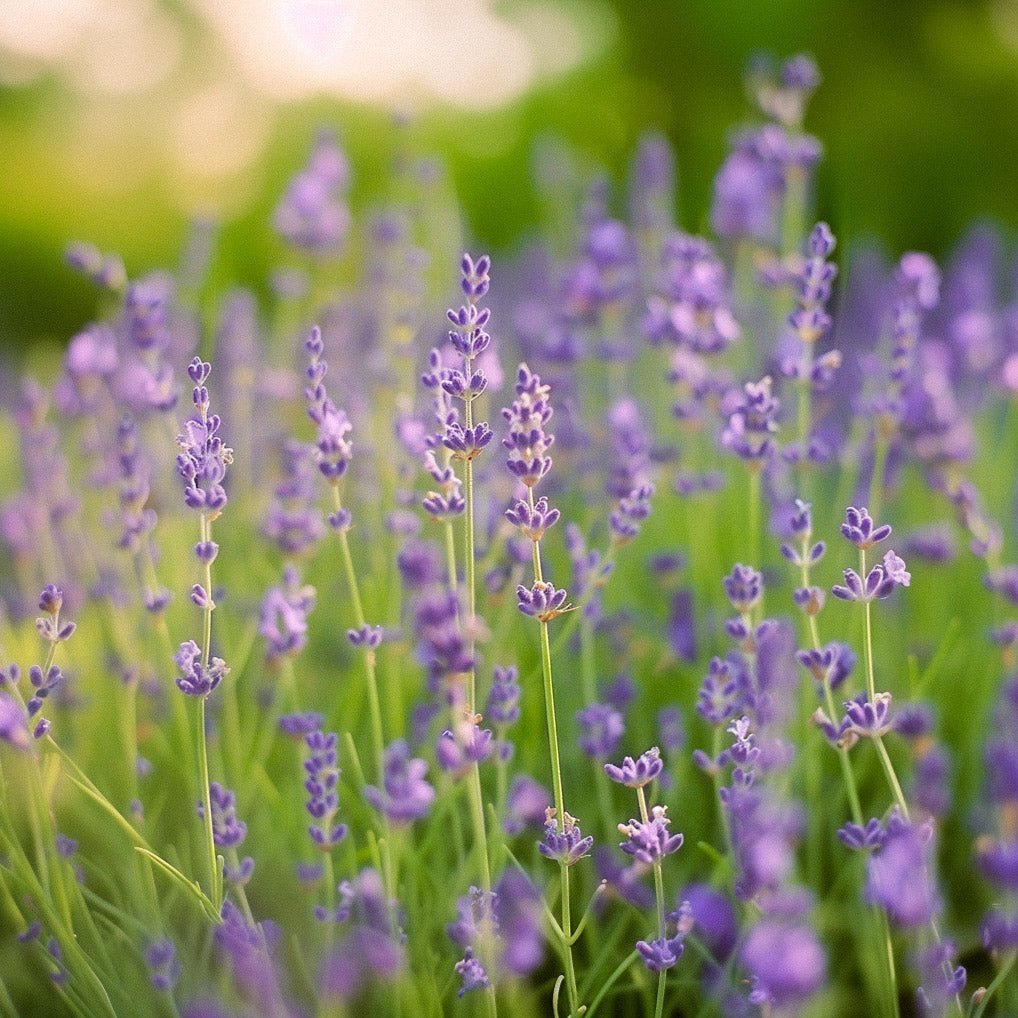 Laventelin siemenet 'Lavender' - 200 luomusiementä