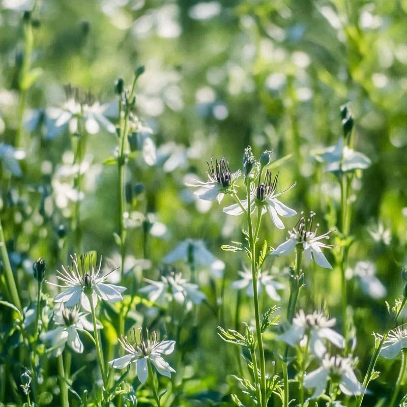 Mustakuminan siemenet - 200 luomusiementä