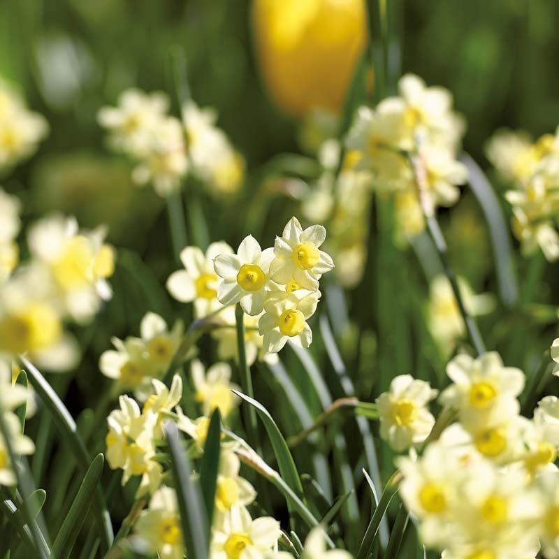 Narsissi 'Minnow'
