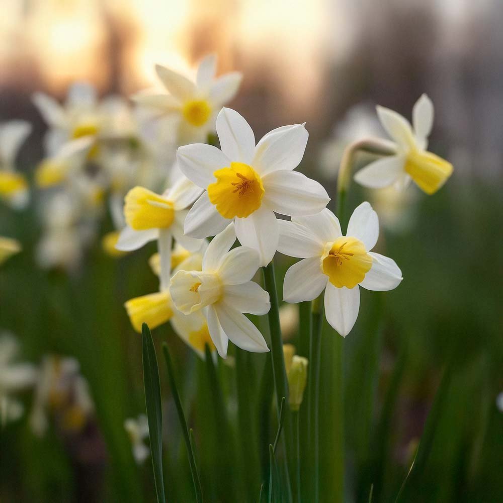 Narsissi 'Sail Boat'