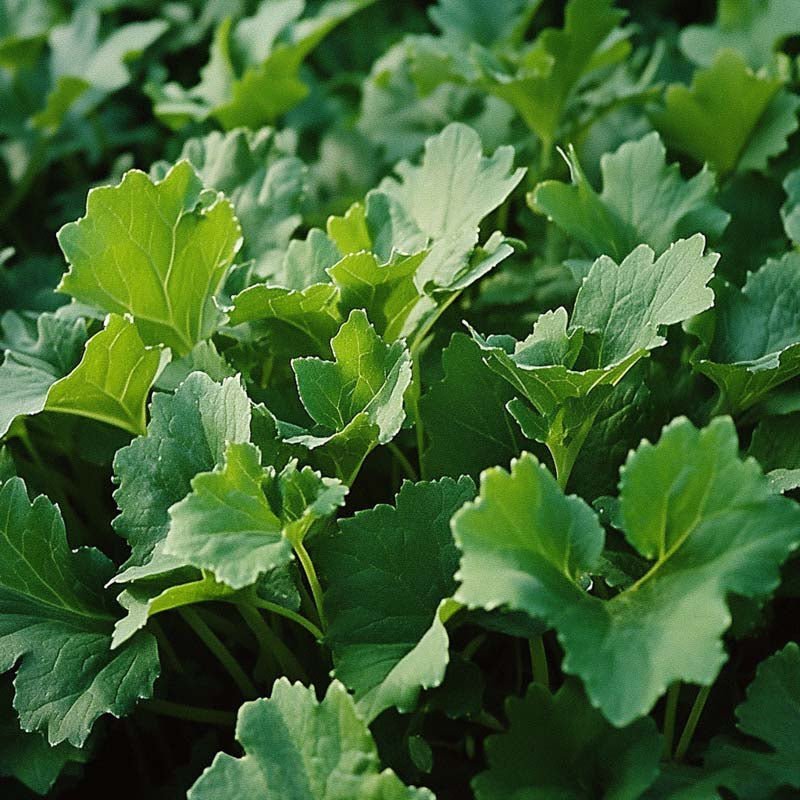 Nauriin siemenet 'Namenia' - 1400 luomusiementä