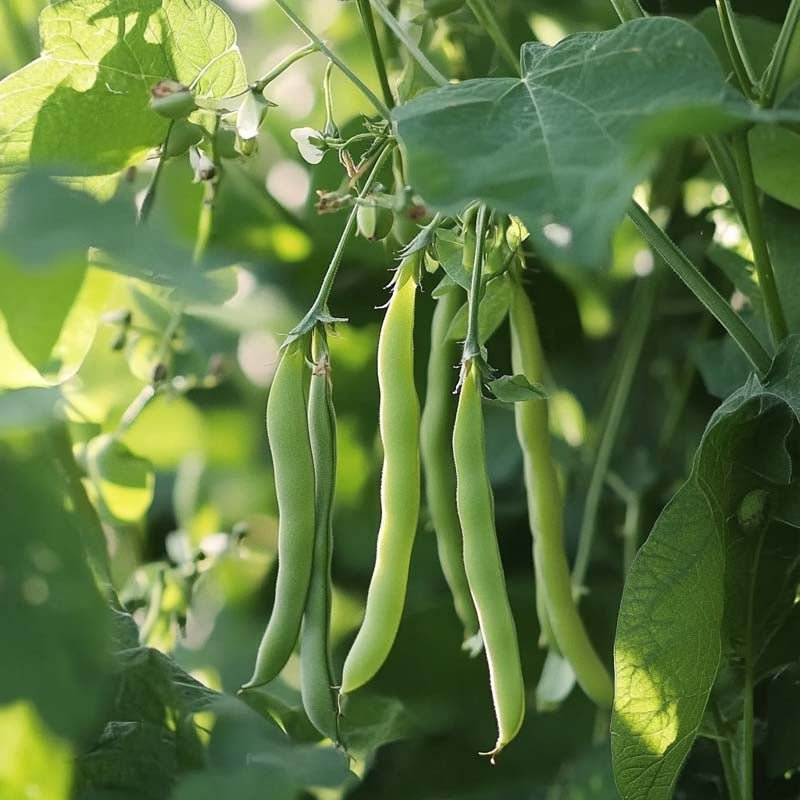 Pensaspavun siemenet 'Double white' - 30 luomusiementä