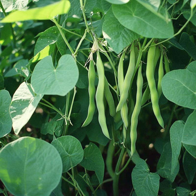 Pensaspavun siemenet 'Nassau' - 50 luomusiementä