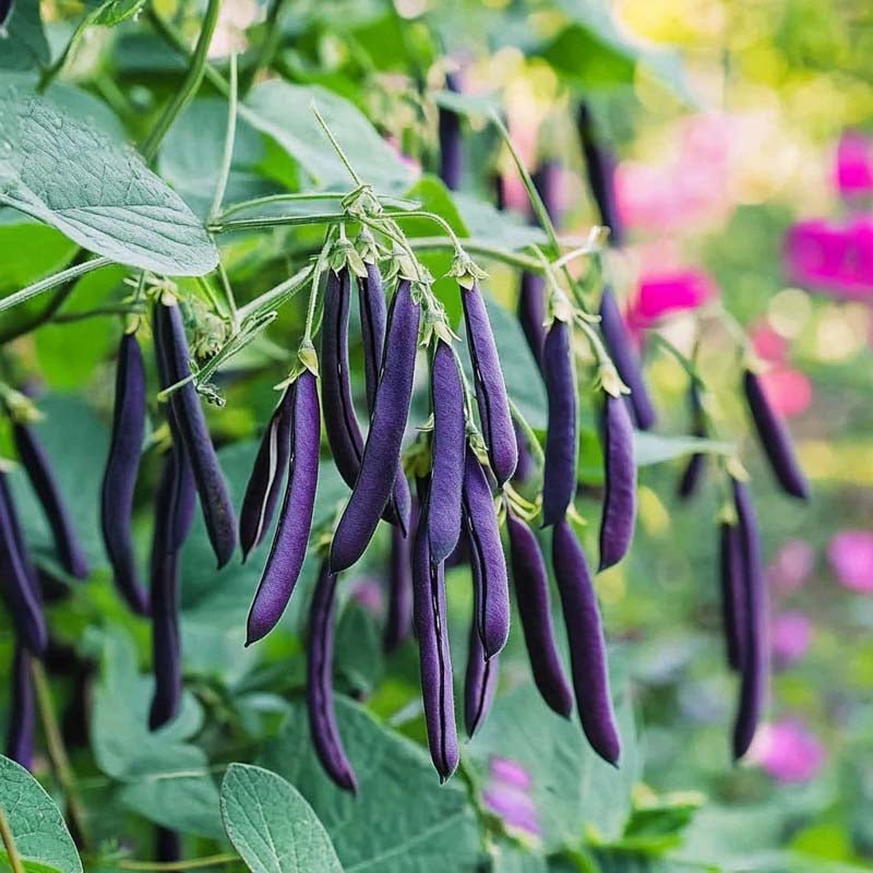 Pensaspavun siemenet 'Purple Teepee' - 20 luomusiementä