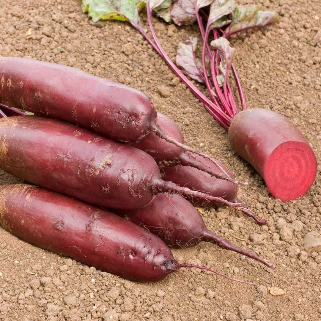 Punajuuren siemenet 'Foniro' - 50 luomusiementä