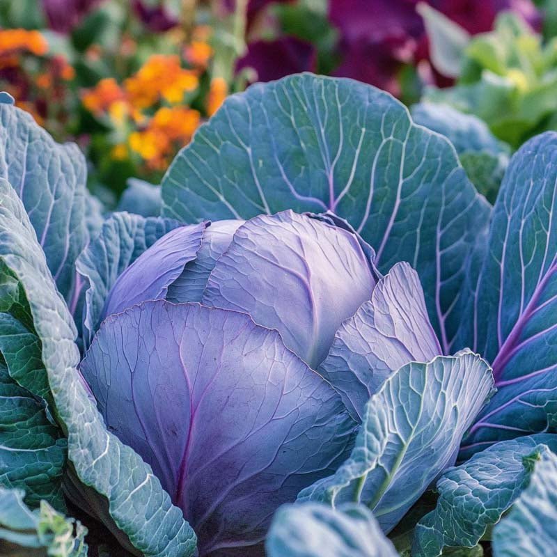 Punakaalin siemenet 'Amarant' - 40 luomusiementä