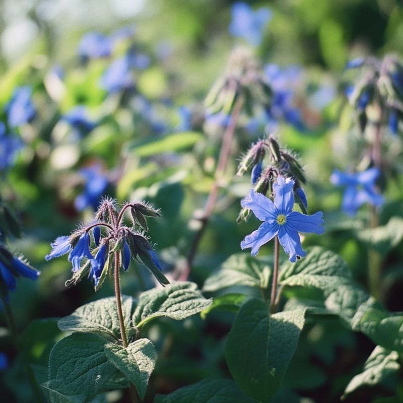 Purasruohon siemenet - 50 luomusiementä