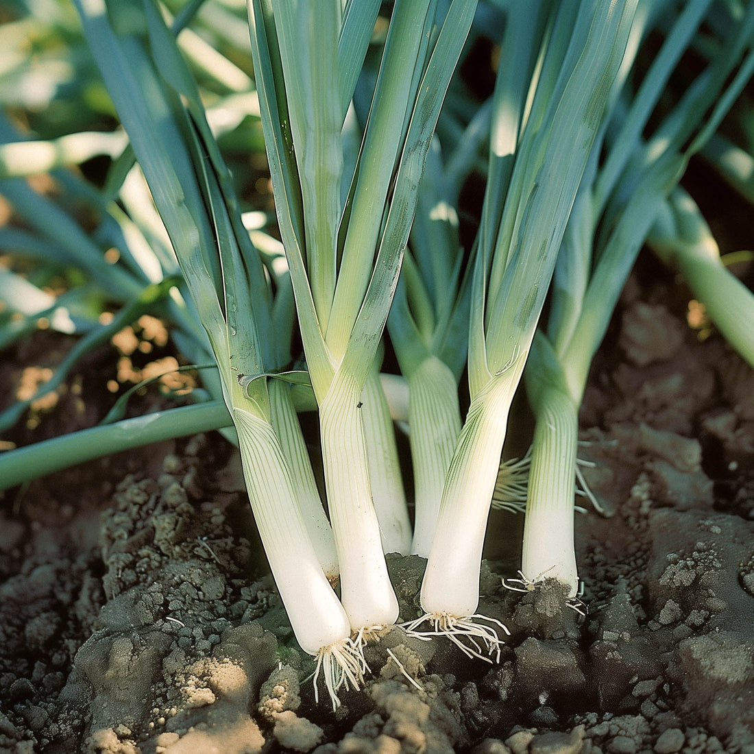Purjon siemenet 'Blauwgroene Herfst' - 100 luomusiementä