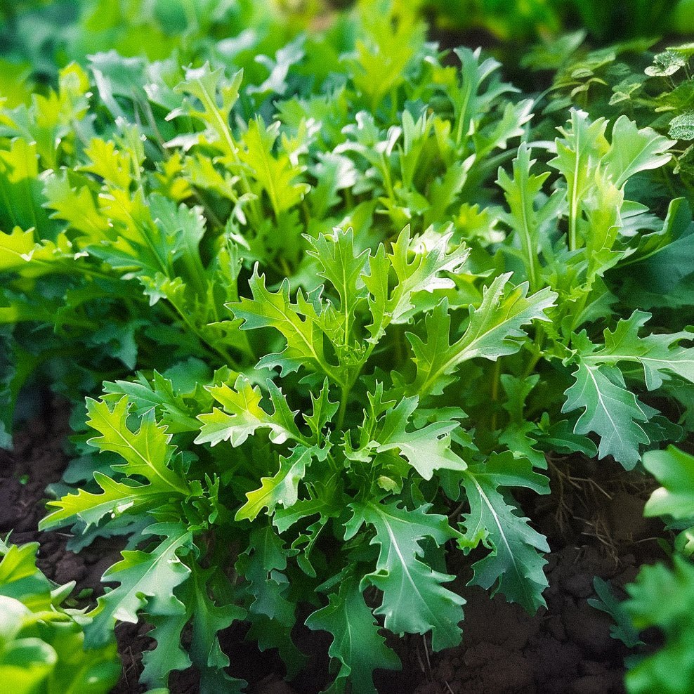 Salaatin siemenet 'Mizuna' - 100 luomusiementä