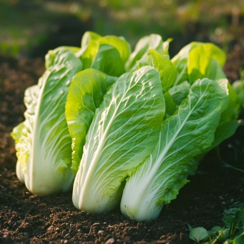 Salaattisikurin siemenet 'Zuckerhut' - 200 luomusiementä