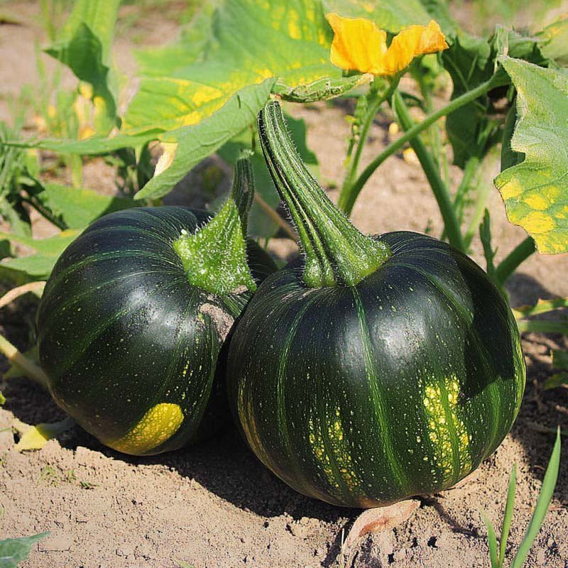 Talvikurpitsan siemenet 'Zappalito' - 4 luomusiementä