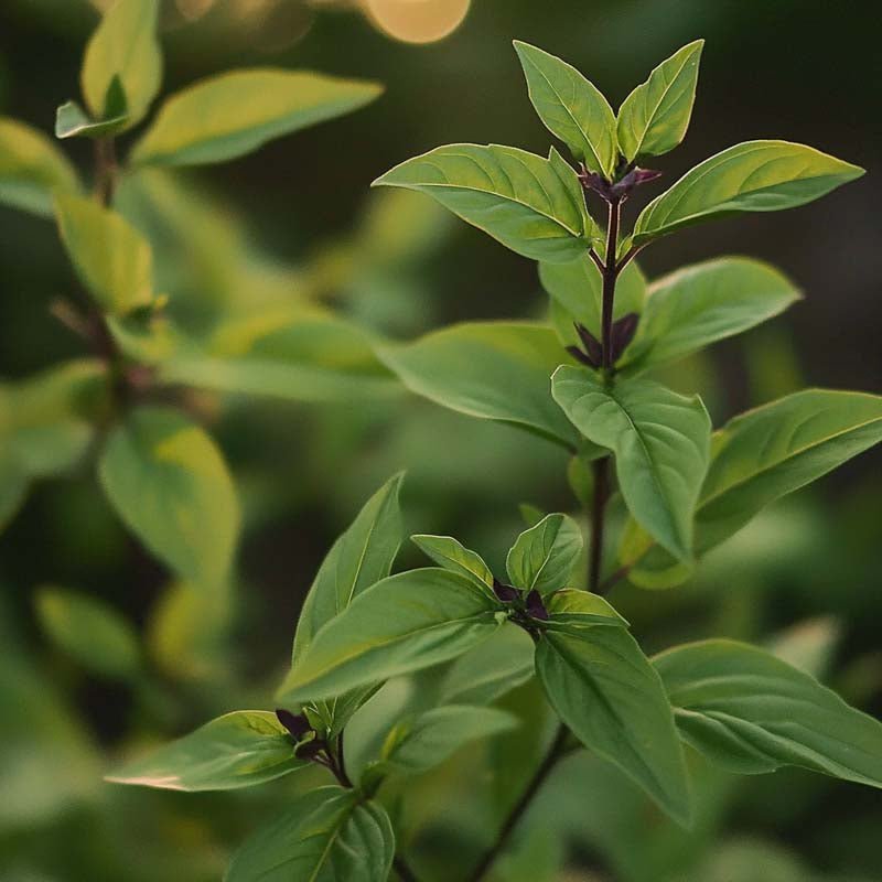 Thaimaalaiset basilikan siemenet - 50 luomusiementä