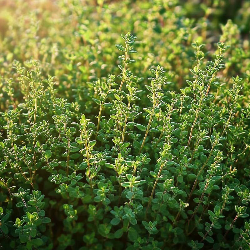 Timjamin siemenet 'German Winter' - 300 luomusiementä