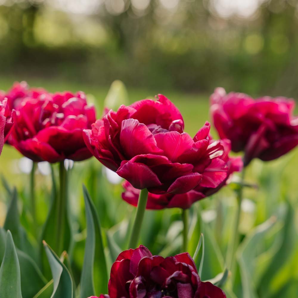 Tulppaani 'Alison Bradley'