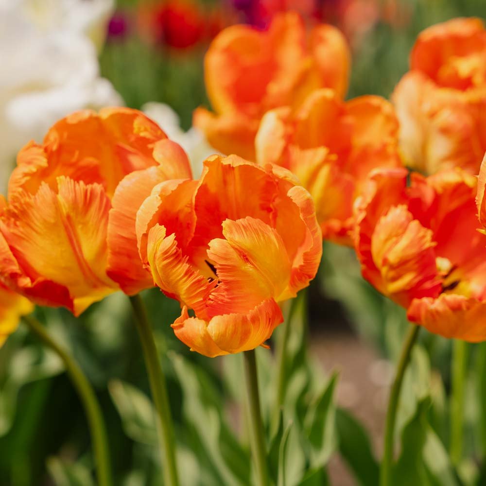 Tulppaani 'Apricot Parrot'