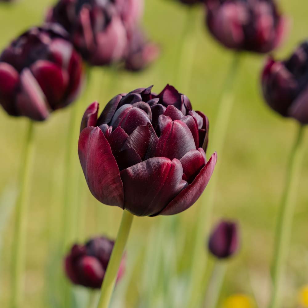 Tulppaani 'Black Hero'