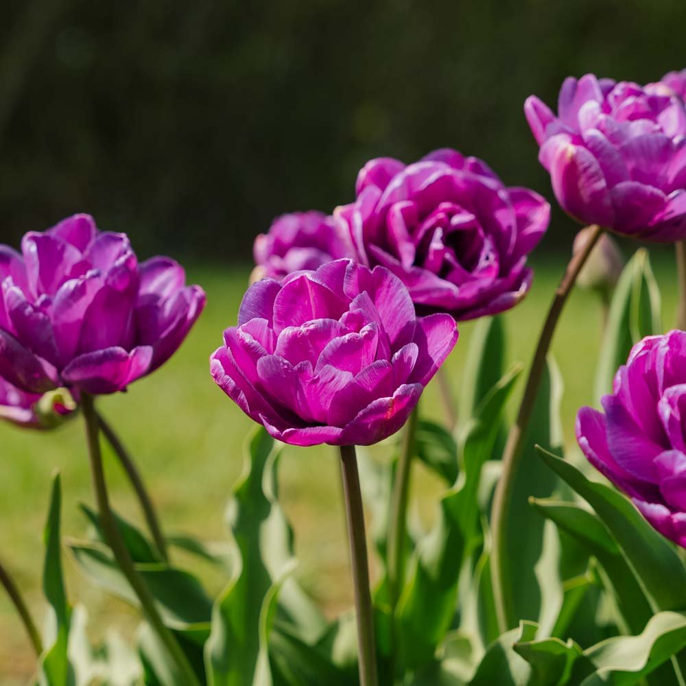 Tulppaani 'Blue Diamond'