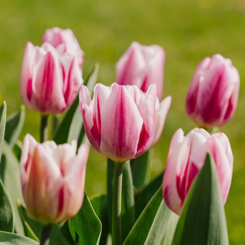 Tulppaani 'Bojangles'