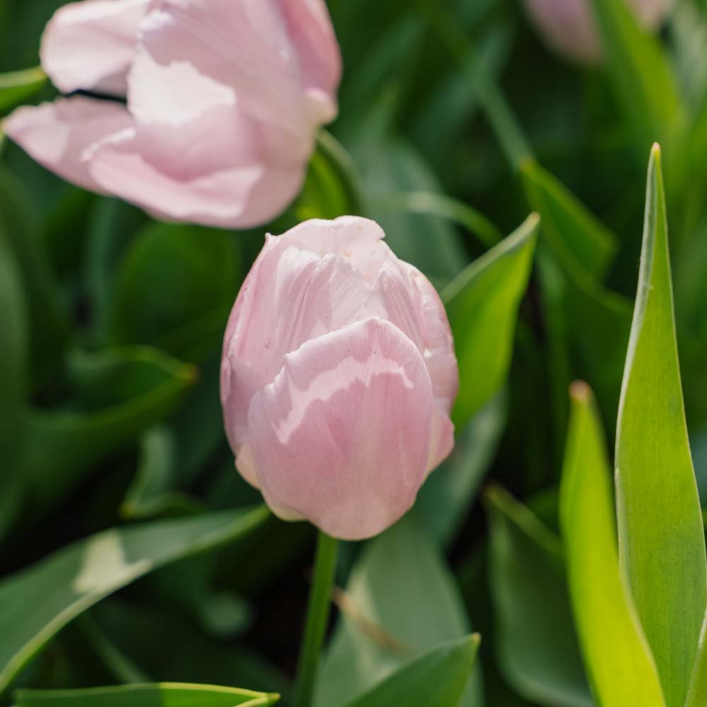 Tulppaani 'Candy Prince'
