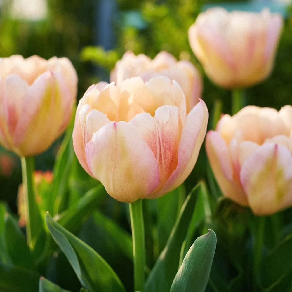 Tulppaani 'Creme Upstar'
