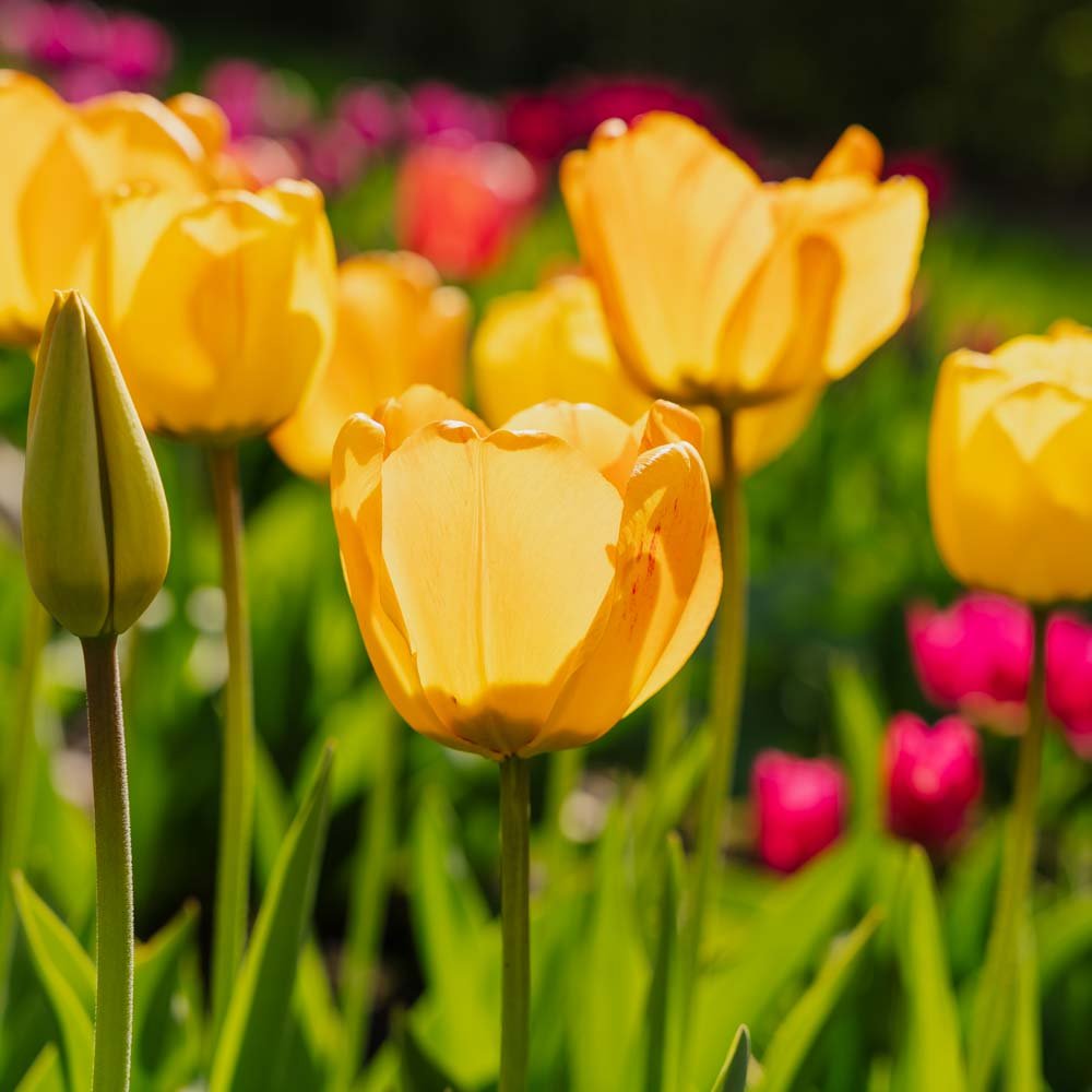 Tulppaani 'Daydream'