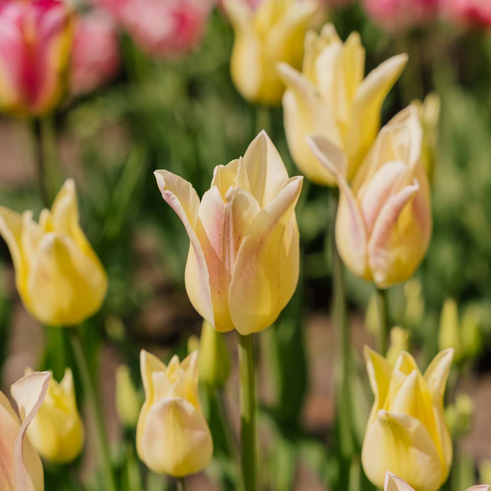 Tulppaani 'Elegant Lady'