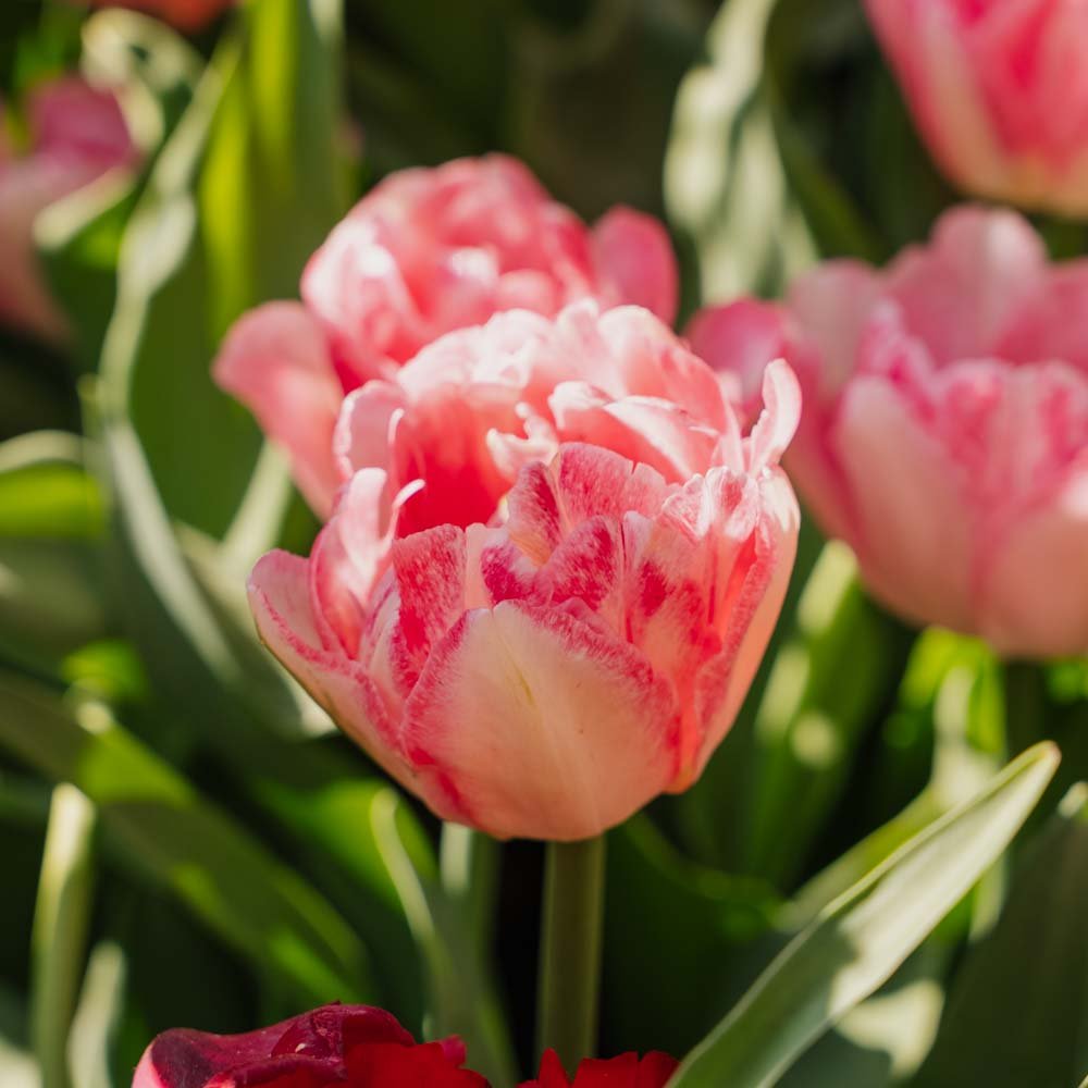 Tulppaani 'Foxtrot'