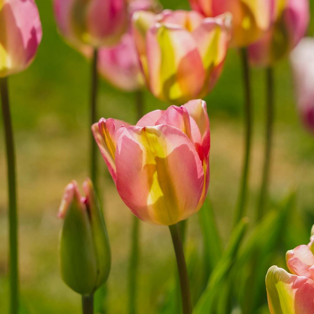Tulppaani 'Groenland'