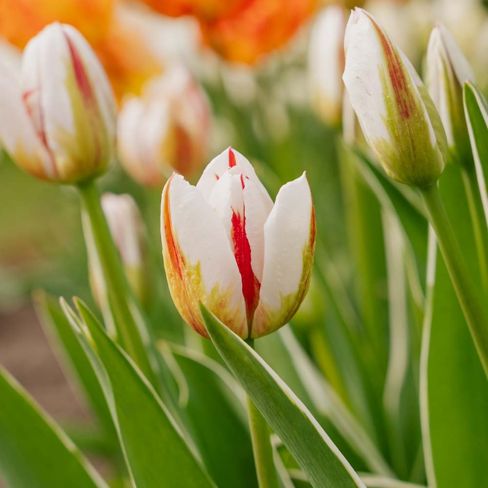 Tulppaani 'Happy Generation'