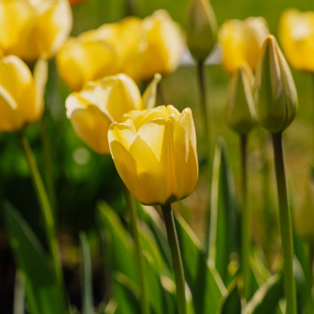 Tulppaani 'Jaap Groot'