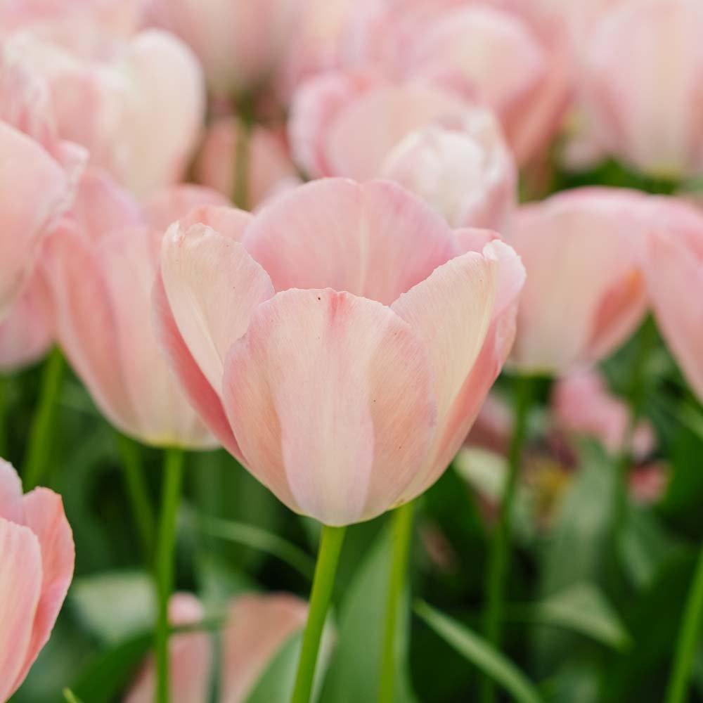 Tulppaani 'Mystic van Eijk'