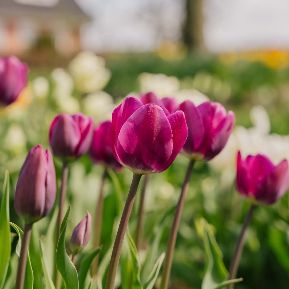 Tulppaani 'Negrita'