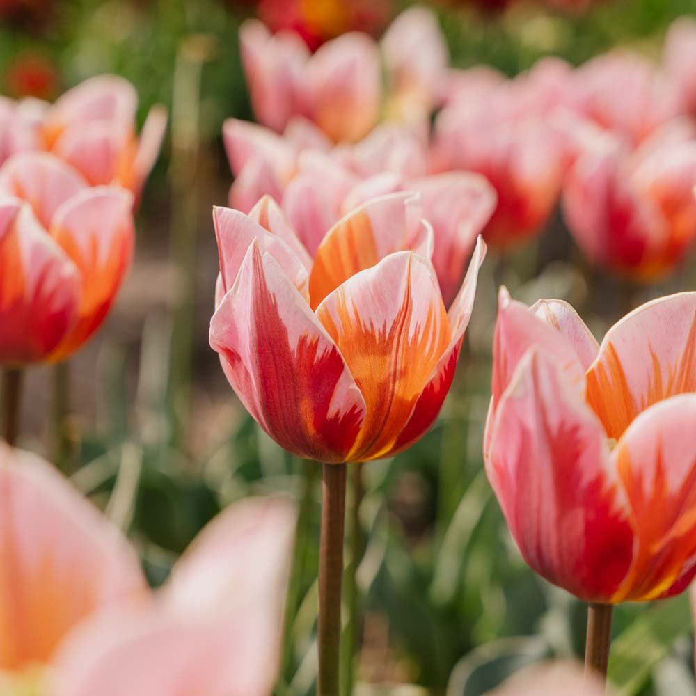 Tulppaani 'Pretty Princess'