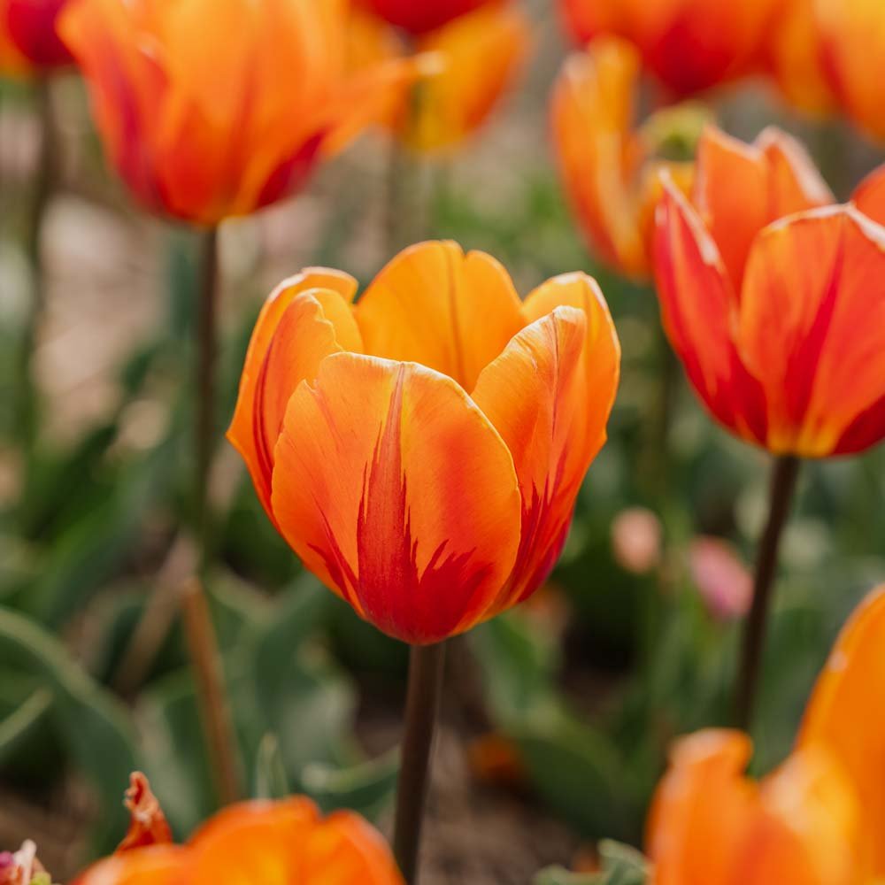 Tulppaani 'Princess Irene'