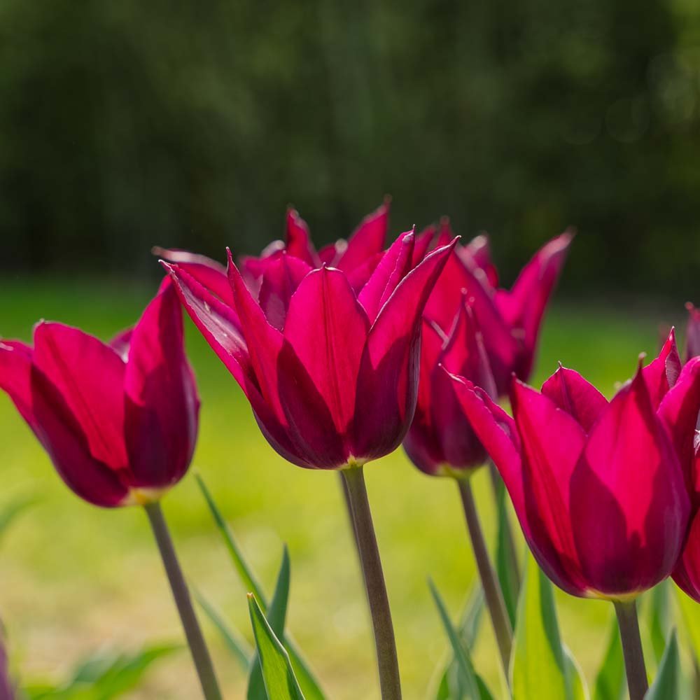 Tulppaani 'Purple Heart'