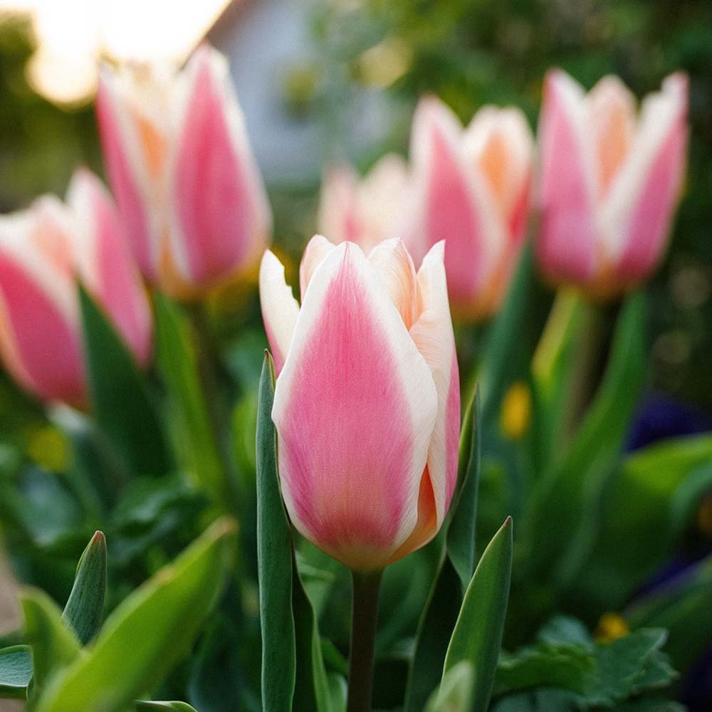 Tulppaani 'Quebec'