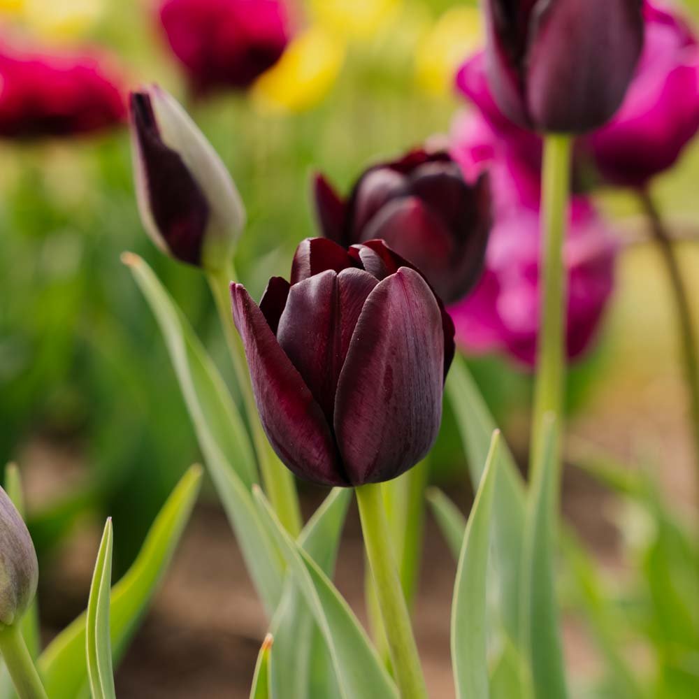Tulppaani 'Queen Of Night'