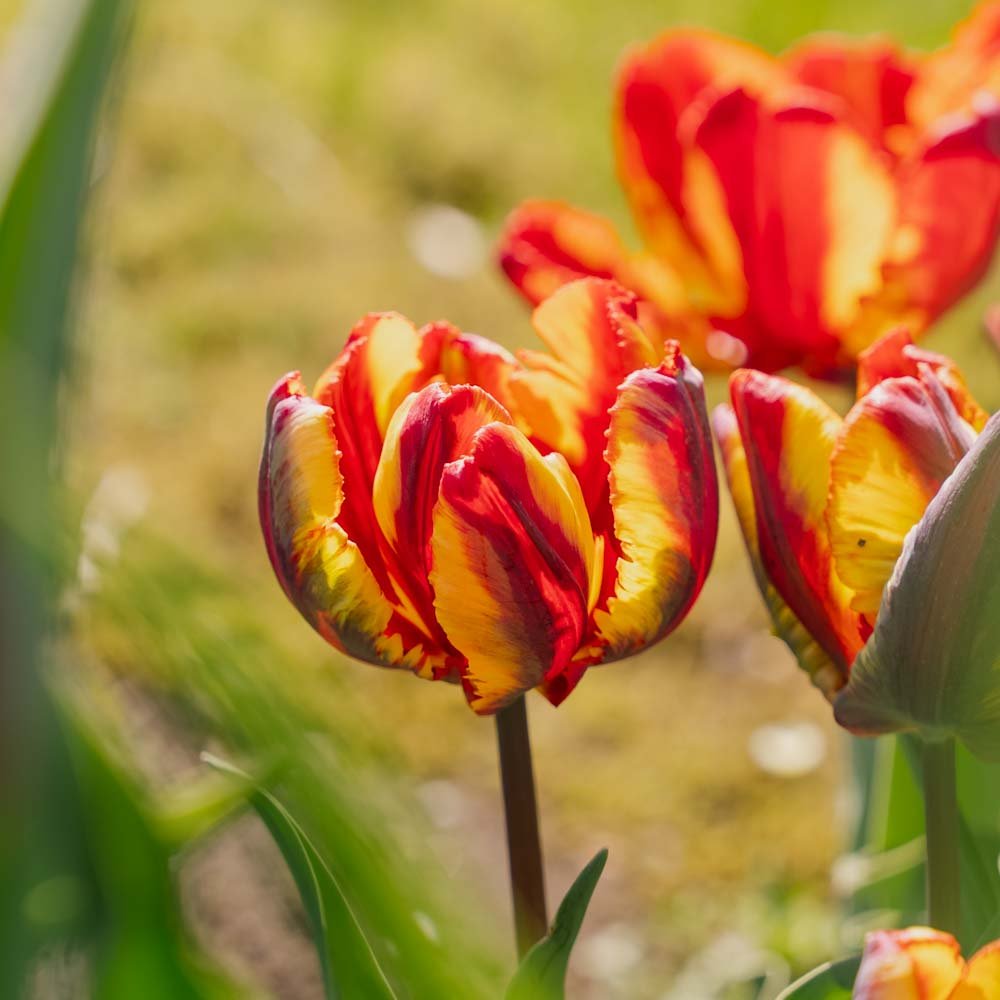 Tulppaani 'Rasta Parrot'