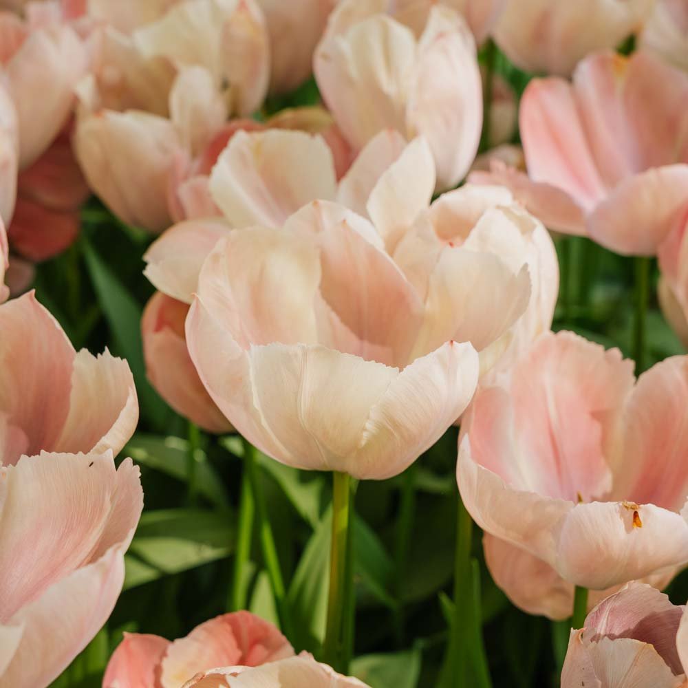 Tulppaani 'Salmon van Eijk'