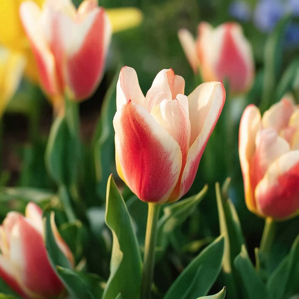 Tulppaani 'Tarafta'