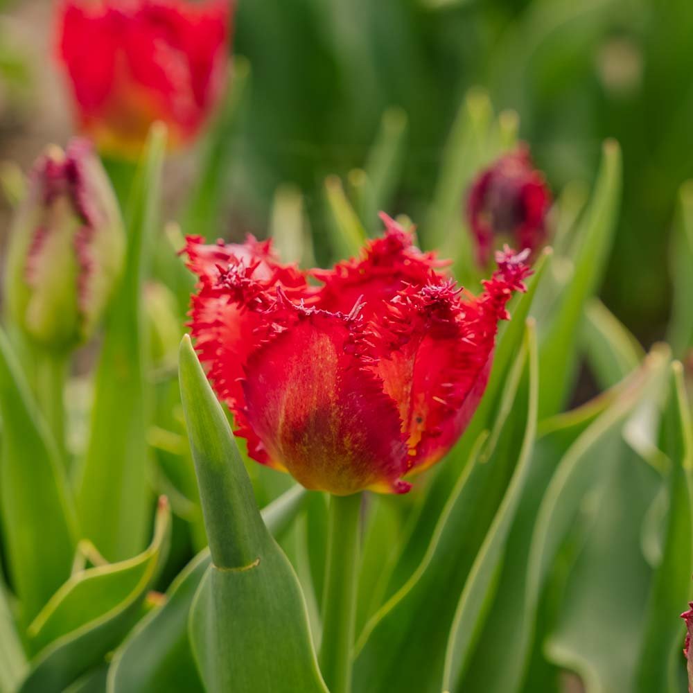 Tulppaani 'Versaci'