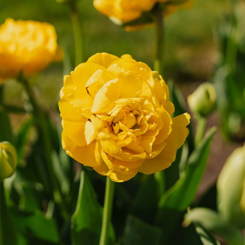 Tulppaani 'Yellow Pomponette'