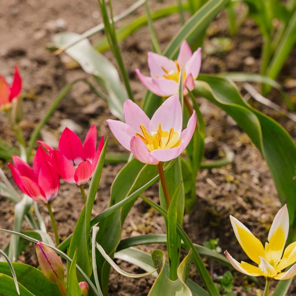Tulppaaniblanding 'Botanical Mixed'