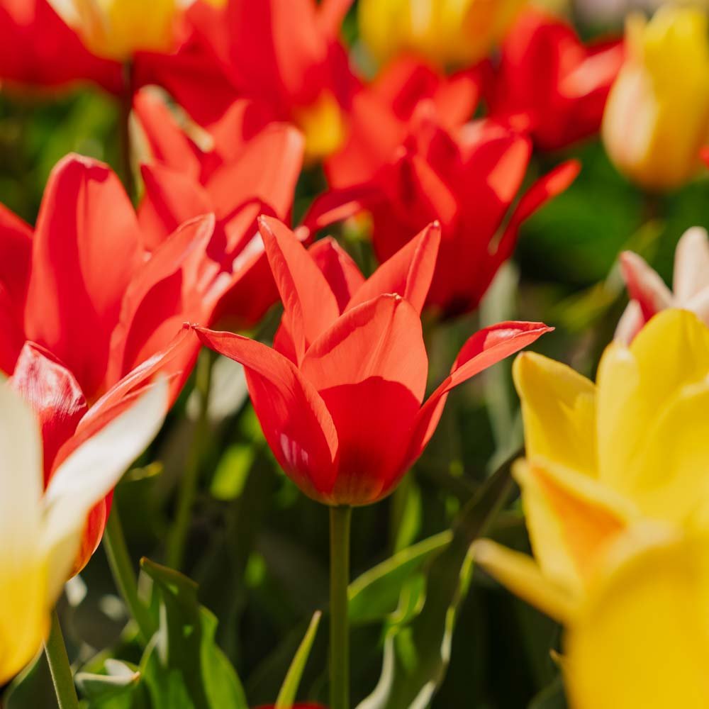 Tulppaaniseos 'Greigii Mixed'