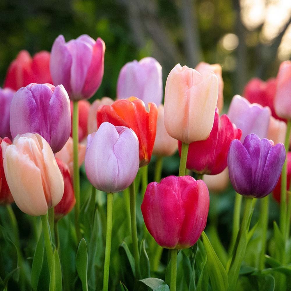 Tulppaaniseos 'Pride Mixed'