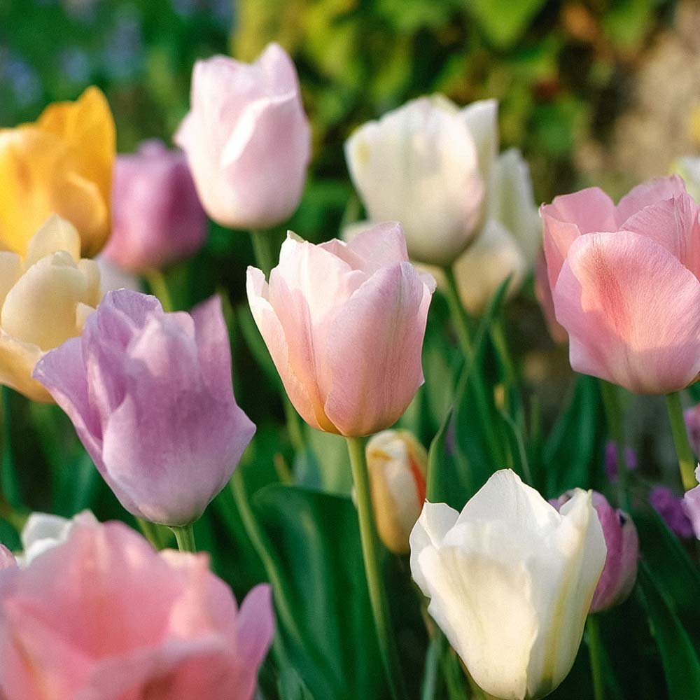 Tulppaaniseos 'Triumph Pastel Mix'